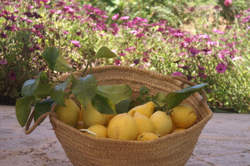 Agroturismo Es Pla De Llodra Manacor  Rom bilde
